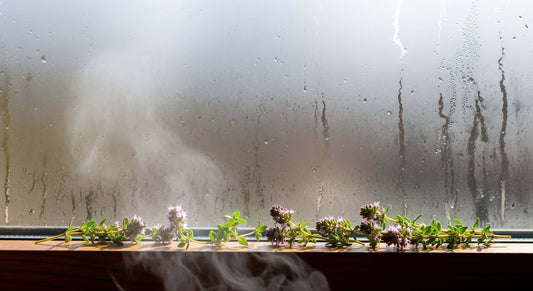 Misty natural landscape representing breath and calm, aligned with thyme’s grounding presence.